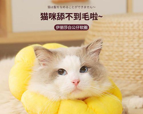 猫生小猫不吃东西怎么办？如何正确喂养新生小猫？