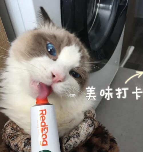 猫最大的烦恼是什么意思？如何理解猫的困扰？