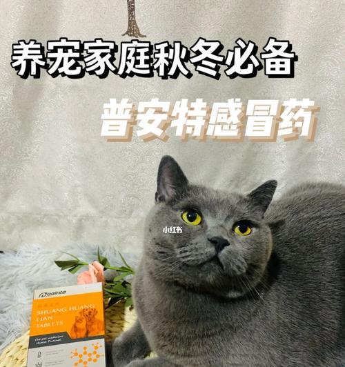 猫咪病毒感冒吃什么药好？如何正确选择药物治疗？