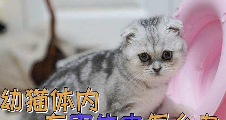 猫咪肠道寄生虫如何治疗？有效治疗方法有哪些？