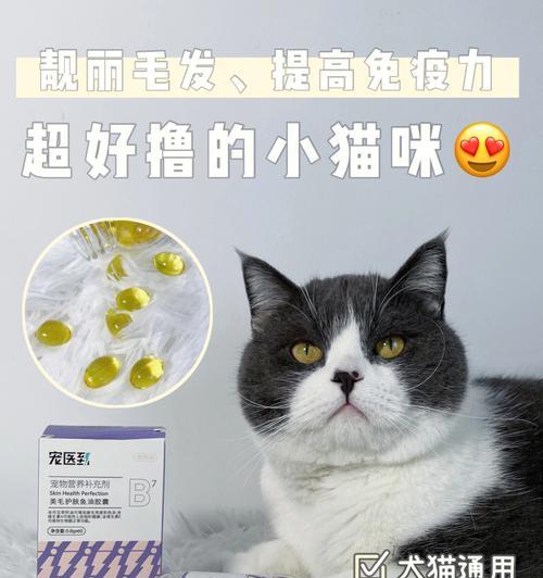 猫咪误食蚤不到药后呕吐怎么办？如何预防和处理？