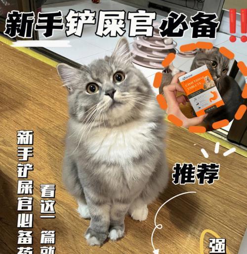 猫咪误食蚤不到药后呕吐怎么办？如何预防和处理？