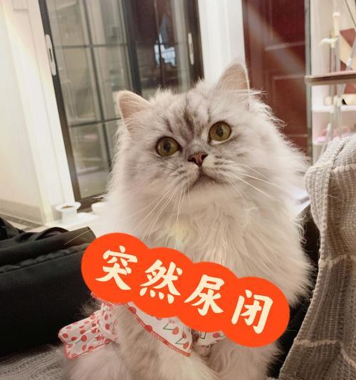 猫咪刚到新家不尿不拉屎怎么办？常见原因及解决方法是什么？