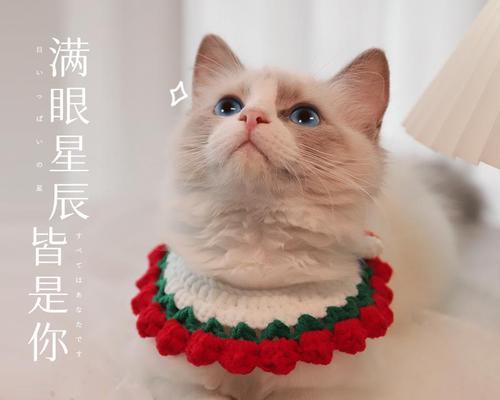 猫咪脖圈编织教程有哪些？如何选择适合的材料？