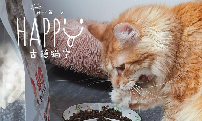 猫咪很小不吃猫粮怎么办？如何解决幼猫拒食问题？