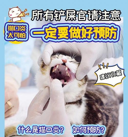 猫咪口腔发炎应该用什么药？如何正确处理？