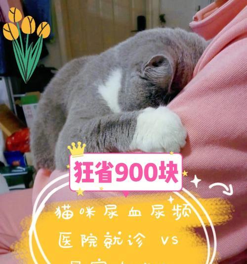 猫咪拉血尿是什么原因？如何及时发现并处理？