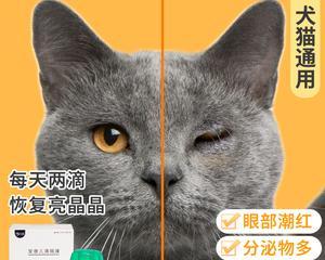 猫咪气管发炎吃什么药好？如何正确选择治疗方案？