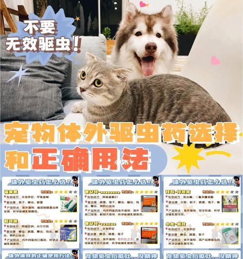 猫咪体外驱虫应该涂在哪里？正确部位和步骤是什么？