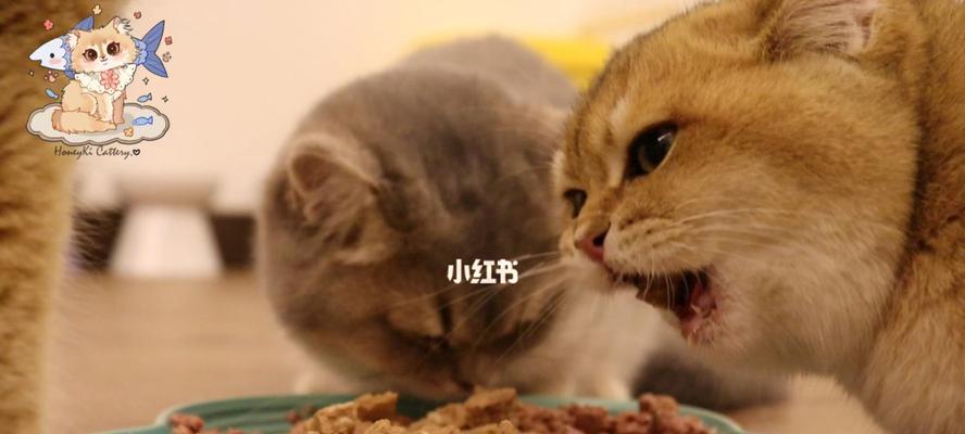 猫咪突然不吃饭怎么治疗？可能的原因和解决方法是什么？