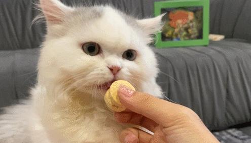 猫咪一天吃两顿饭可以么？这种喂食方式对健康有影响吗？