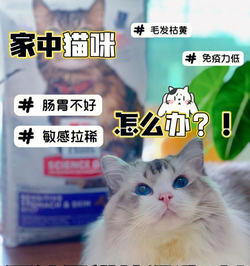 没有买猫粮给小猫吃什么？适合小猫的替代食物有哪些？