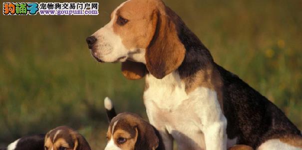 米格鲁猎兔犬的特点是什么？如何训练米格鲁猎兔犬？