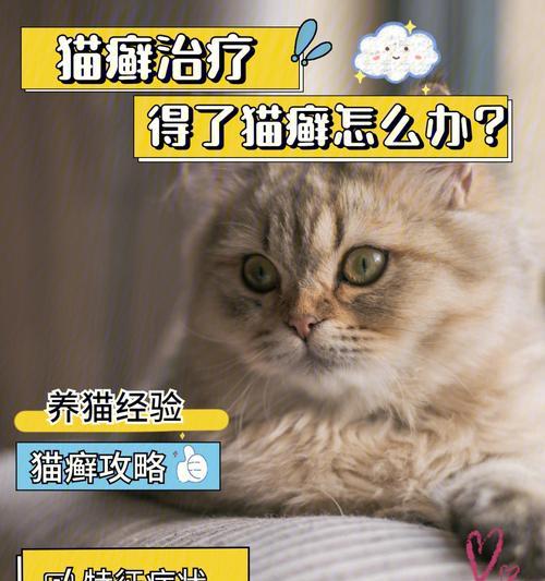 母猫乳腺炎的治疗方法有哪些？如何预防复发？