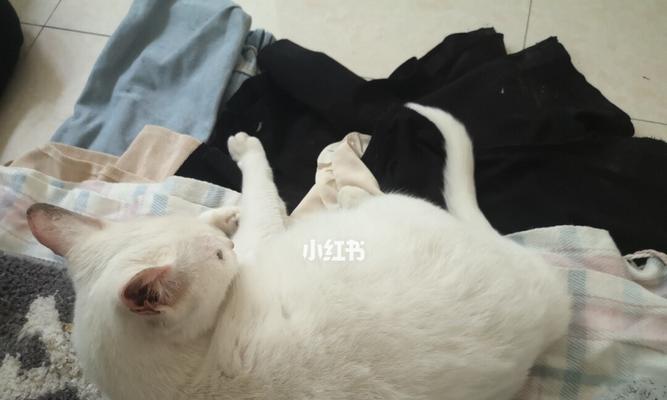 猫咪屁股手术费用是多少？术后护理需要注意什么？