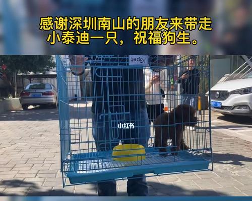 深圳狗狗保护义工如何参与？需要哪些条件和步骤？