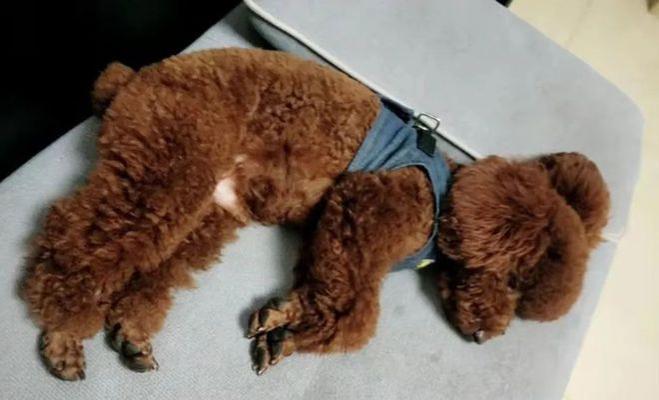 泰迪犬便血是什么原因？如何处理泰迪犬便血问题？