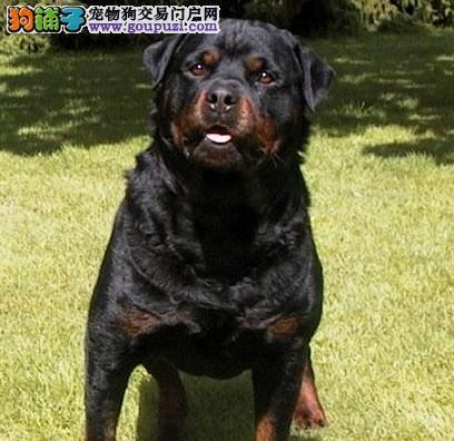 维克犬舍罗威纳价格是多少？购买需要注意哪些问题？