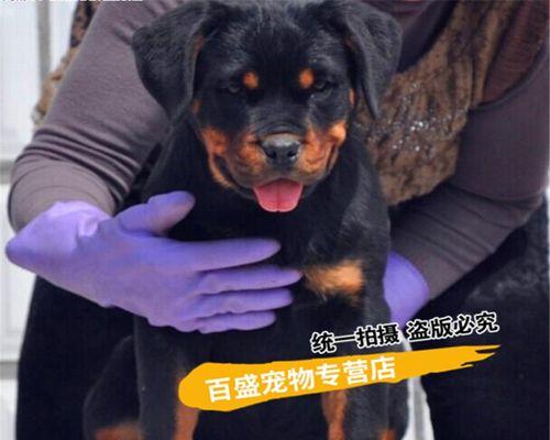 维克犬舍罗威纳价格是多少？购买需要注意哪些问题？