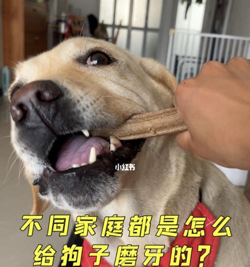 狗狗口臭问题如何解决？有效方法有哪些？