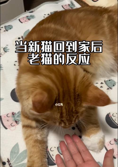 小猫出现异常老猫拒绝接近怎么办？常见原因及解决方法是什么？