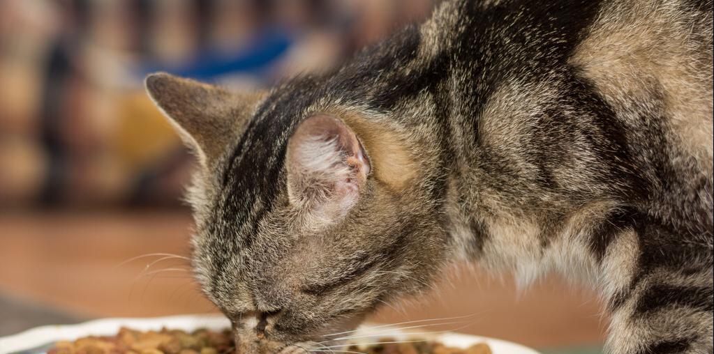 小猫什么时候可以开始吃猫粮？常见问题解答？