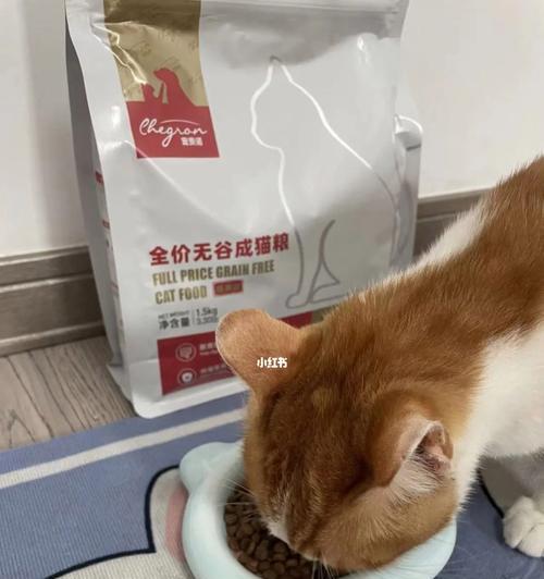 小猫什么时候可以开始吃猫粮？常见问题解答？