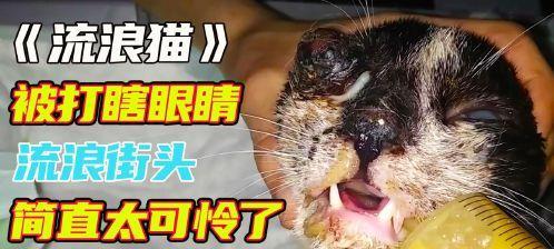 小猫眼瞎了怎么办？如何处理小猫失明的问题？