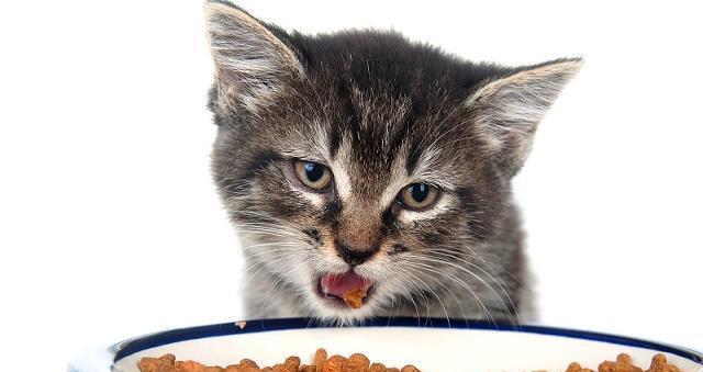 小猫饮食应注意什么问题？如何确保小猫健康饮食？