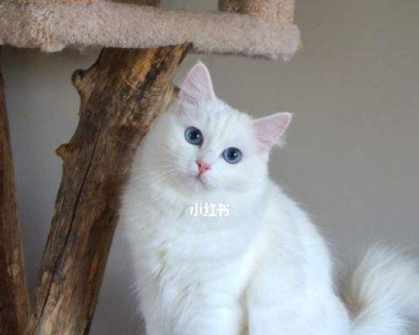 小猫有了什么？如何判断小猫的健康状况和需求？