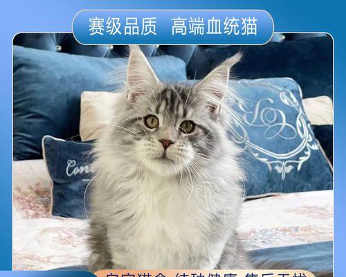 小猫有了什么？如何判断小猫的健康状况和需求？