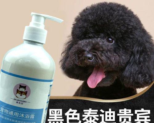 养泰迪犬如何防治生虱子？有效方法有哪些？