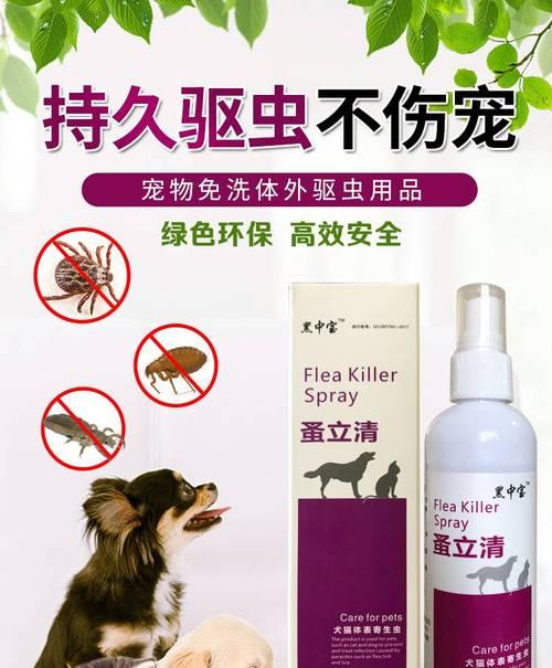 养泰迪犬如何防治生虱子？有效方法有哪些？