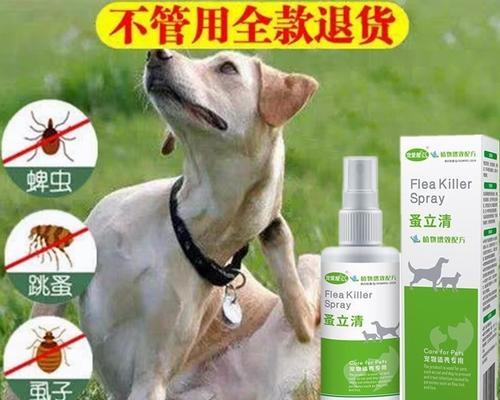 养泰迪犬如何防治生虱子？有效方法有哪些？