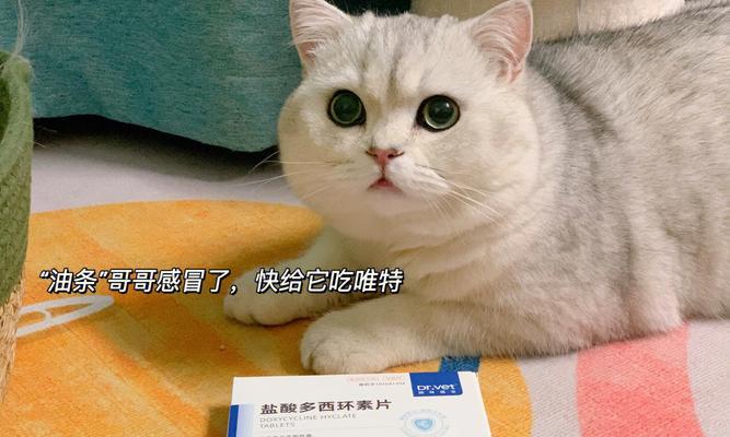 猫咪感冒了怎么办？预防感冒的有效药物有哪些？