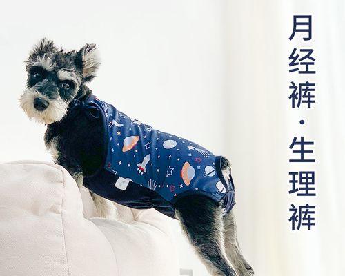 怎么判断泰迪犬是否怀孕？怀孕初期有哪些迹象？