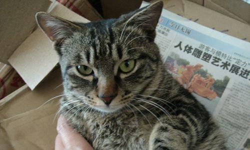 怎么区分虎斑猫和狸花猫？它们的特征有哪些不同？