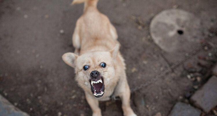 猫咪出现哪些症状可能是狂犬病？如何正确诊断？