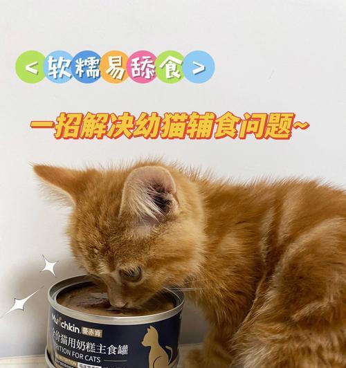 3个月的小猫适合吃罐头吗？喂食罐头的正确方法是什么？