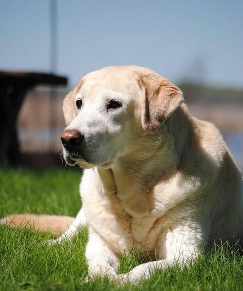 60岁老人养什么样的狗最合适？选择适合老年人的犬种指南？