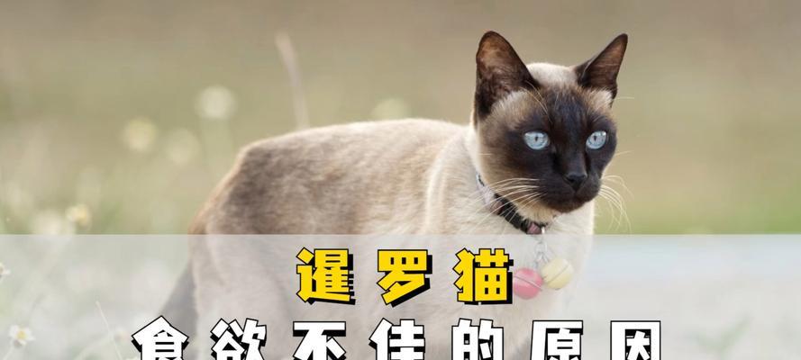 暹罗猫3个月猫粮喂多少合适？暹罗猫3个月猫粮推荐有哪些？