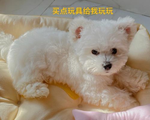 比熊幼犬笼养与散养哪种更合适？