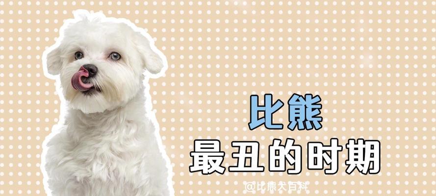 比熊犬新到家，散养还是笼养更合适？各自的利弊是什么？