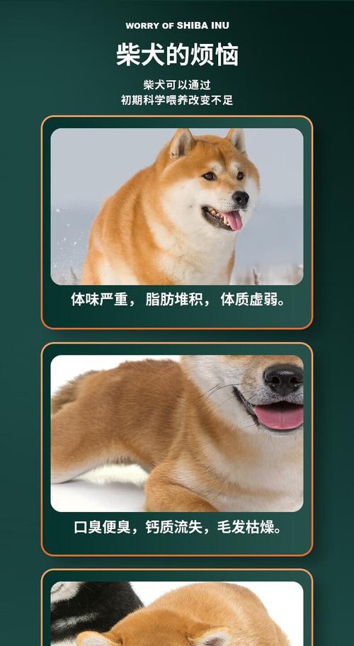 秋田犬适合吃哪种狗粮？中型犬粮还是大型犬粮？