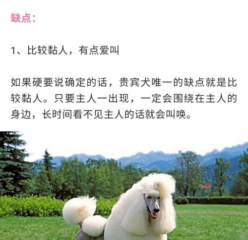 贵宾犬有多少种品种？它们各自的特点是什么？