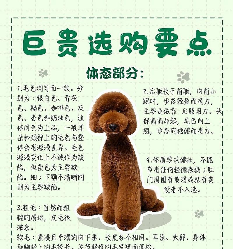 贵宾犬有多少种品种？它们各自的特点是什么？