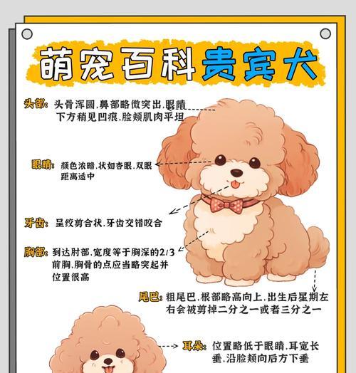 如何挑选贵宾犬？从照片中能看出什么？