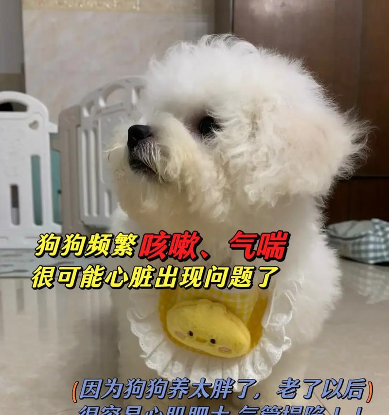 比熊犬的狗粮和鸡肝能一起吃吗？好处是什么？