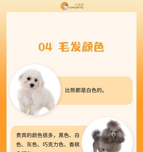 灰贵宾犬和白贵宾有何区别？选择时应考虑什么？