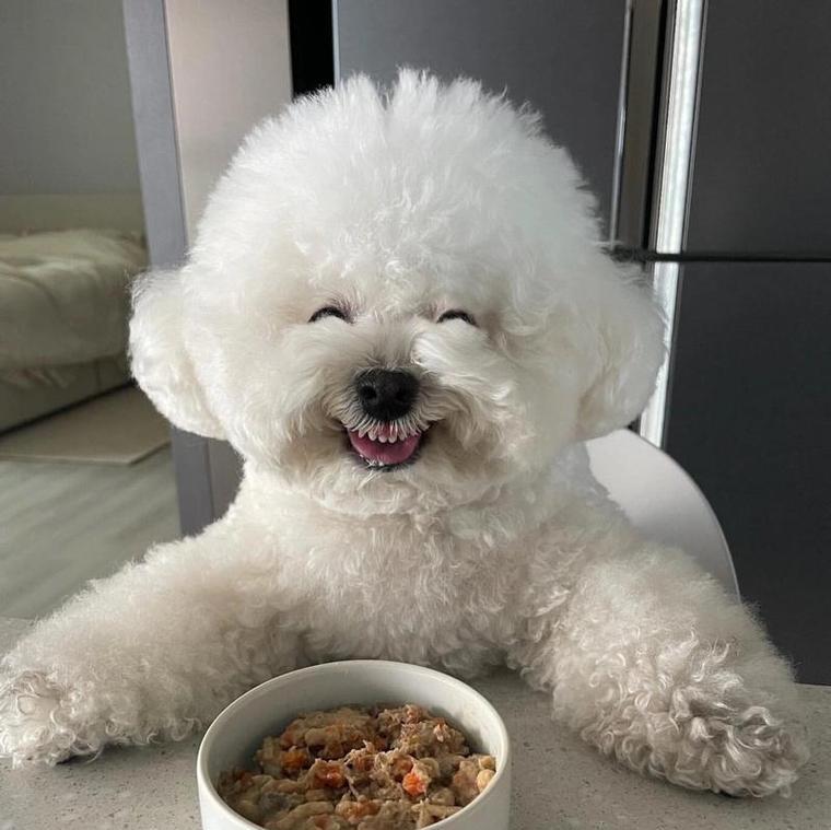 比熊可以吃菌肝吗？比熊犬的饮食禁忌有哪些？